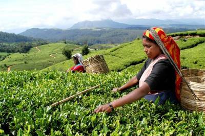 Индийский чай максимально подорожал из-за пандемии и стихий - inform-ua.info - Индия - Кения - Шри Ланка