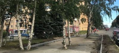 В центре Петрозаводска снесут деревья, разрушающие асфальт (ФОТО) - stolicaonego.ru - Карелия - Петрозаводск