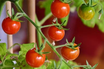 Сергей Агапкин - Михаил Гинзбург - Врач назвал три уникальных свойства томатной пасты - vm.ru - Англия - Новая Зеландия