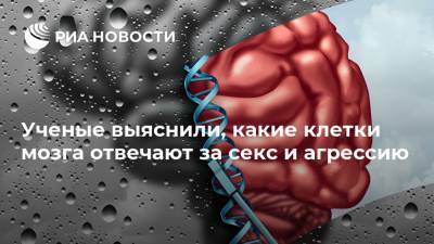 Ученые выяснили, какие клетки мозга отвечают за секс и агрессию - ria.ru - США