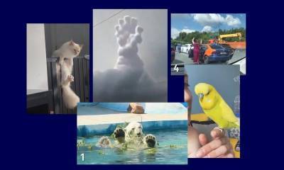 Самые интересные видео 27 июля - bloknot.ru - США