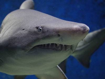 На северо-востоке США женщина погибла при нападении акулы - rosbalt.ru - Россия - США - штат Мэн - Portland