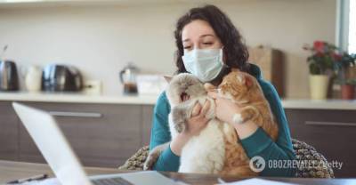 В Британии коронавирус подтвердили у домашней кошки | Мир | OBOZREVATEL - obozrevatel.com - Англия