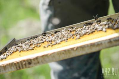 Эксперты прокомментировали массовую гибель пчёл в Кузбассе - gazeta.a42.ru