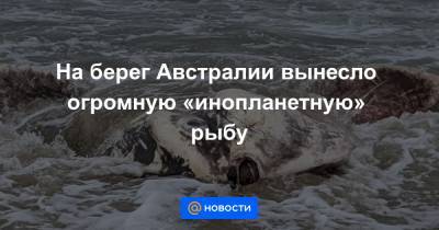 На берег Австралии вынесло огромную «инопланетную» рыбу - news.mail.ru - Австралия - Приморье край