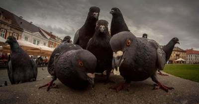 Освещение мегаполисов почти лишило голубей сна - popmech.ru - Австралия