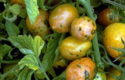 Как бороться с вирусом пятнистого увядания томатов, рассказали специалисты - afanasy.biz - Россельхознадзор