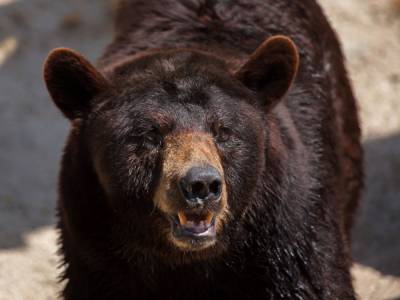 В США медведь, спасаясь от зноя, забрался в детский бассейн и уснул - gordonua.com - США