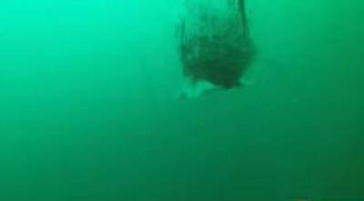 Сеть шокировало видео с «подводным монстром» - enovosty.com - США - Boston - шт. Массачусетс