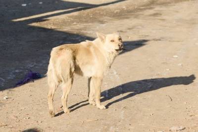 Житель Читы пожаловался на агрессивную свору собак около Октябрьского - chita.ru - Чита - Читинская обл.