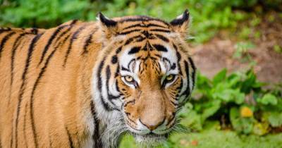 Количество тигров на Земле увеличилось - popmech.ru - Россия - Китай - Индия - Непал - Бутан