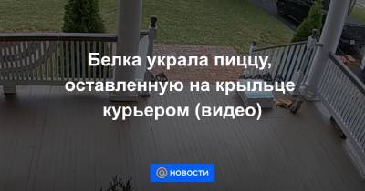 Екатерина Гура - Белка украла пиццу, оставленную на крыльце курьером (видео) - news.mail.ru - New York - шт.Нью-Джерси