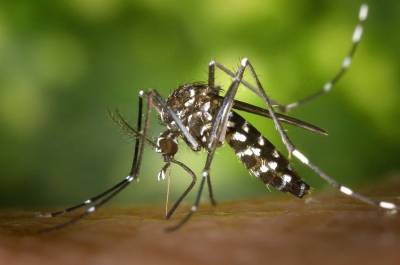 Московский врач посоветовала не расчесывать укусы комаров из-за риска инфекции - vm.ru