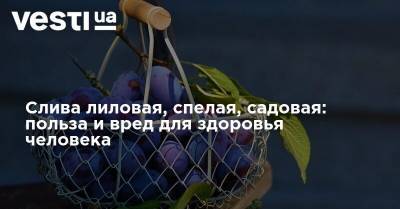 Слива лиловая, спелая, садовая: польза и вред для здоровья человека - vesti.ua