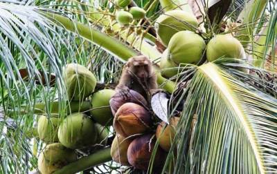 Торговая сеть отказалась от кокосов, собранных порабощенными макаками - korrespondent.net - Англия - Торговля