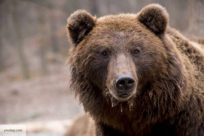 Авторов Heute восхитил медведь-патриот, защитивший Россию от нарушителя из КНР - politros.com - Австрия - Россия - Китай