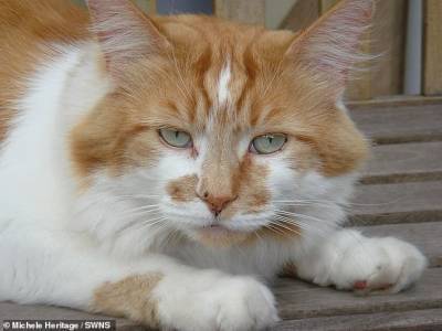В Британии умер самый старый кот: Щебень прожил почти 32 года - focus.ua - Англия