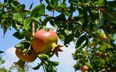 Как едят гранаты на Кипре - vkcyprus.com - Кипр