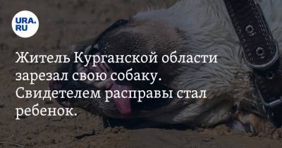 Дмитрий Рябов - Житель Курганской области зарезал свою собаку. Свидетелем расправы стал ребенок. ФОТО - ura.news - Курганская обл. - Шадринск