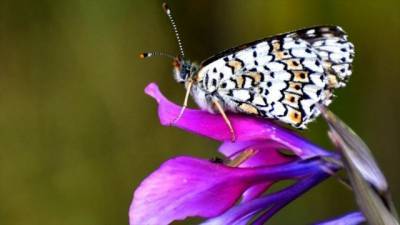 Настоящее чудо природы: в одном из районов Турции появились целые колонии бабочек (ФОТО) - enovosty.com - Турция