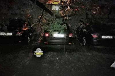 Прогнившее дерево упало на три автомобиля в Новосибирске - novos.mk.ru - Новосибирск