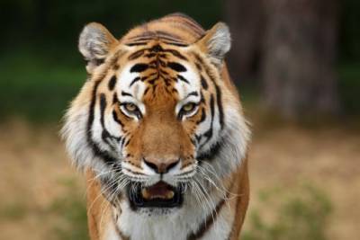 В мире начала расти популяция диких тигров, – WWF - inform-ua.info - Россия - Китай - Индия - Непал - Бутан
