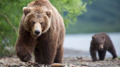 Голодный медведь держит в страхе целый город в Магаданской области - 5-tv.ru - Россия - Магаданская обл.