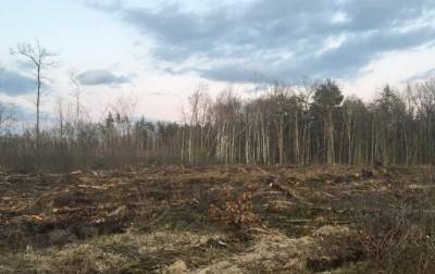 Масштабная вырубка леса: СБУ сообщила о подозрении 21 человеку - rbc.ua - Украина - Житомирская обл.
