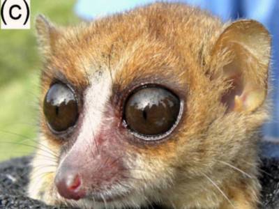 На Мадагаскаре открыт новый вид мышиных лемуров - polit.ru - США - Германия - Франция - Португалия - Мадагаскар
