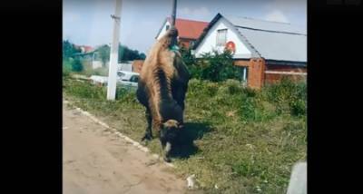В Башкирии на городских улицах пасётся верблюд - ufacitynews.ru - Башкирия - район Белебеевский