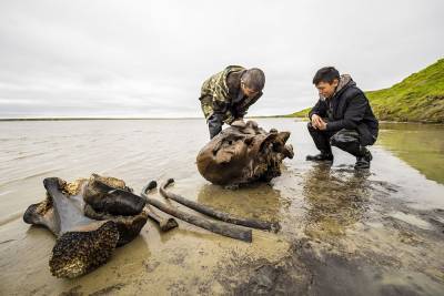 Дмитрий Фролов - На Ямале в озере обнаружили хорошо сохранившиеся останки взрослого мамонта - vchaspik.ua - Украина - окр. Янао