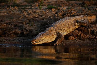 Юноша искупался в реке по совету священника и стал добычей крокодила - lenta.ru - India - штат Уттар-Прадеш