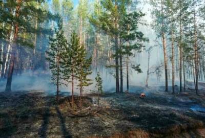 Площадь лесных пожаров в РФ за неделю сократилась на треть - interfax-russia.ru - Россия - Площадь