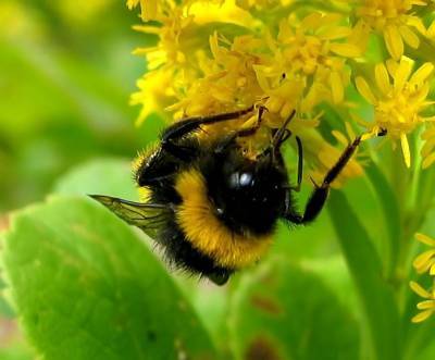 Дикие пчёлы ежегодно приносят США и Канаде 1,5 млрд долларов - inform-ua.info - США - Канада - Аграрии