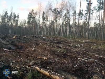 СБУ выявила масштабную вырубку лесов на западе и севере Украины - gordonua.com - Украина - Житомирская обл.