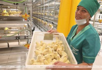 Модернизированные птичники «Белоруснефть-Особино» вдвое увеличат мощности по производству мяса - produkt.by - Белоруссия - район Ветковский