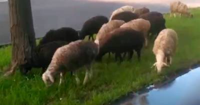 В Москве заметили стадо гуляющих овец - moslenta.ru - район Кунцево