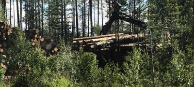 Проезжавшие по лесу жители Карелии украли спиленные деревья - stolicaonego.ru - район Пудожский - республика Карелия