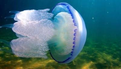 Побережье Азовского моря снова атаковали медузы: появились впечатляющие видео - enovosty.com