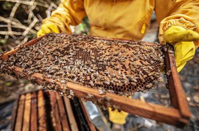 Сергей Белоусов - Создание «зон активного пчеловодства» послужит развитию этой отрасли, заявил Белоусов - pnp.ru - Россия