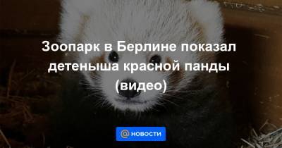 Зоопарк в Берлине показал детеныша красной панды (видео) - news.mail.ru - Германия - Берлин - Индия