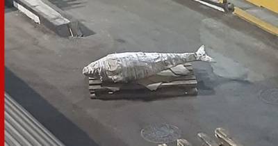 Рыбаки поймали на Курилах гигантского голубого тунца - profile.ru - Красногорск