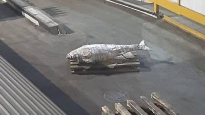 На Дальнем Востоке поймали огромного тунца весом под 200 кг - piter.tv - Япония
