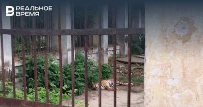 Минтимер Шаймиев - Посетители казанского зоопарка сообщили о смерти тигра - realnoevremya.ru - Татарстан
