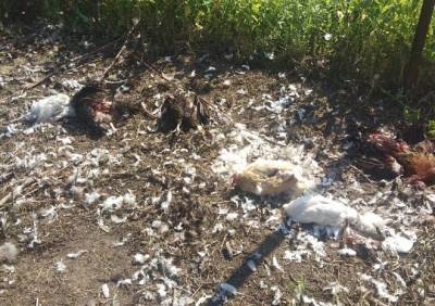 В Рязани бродячие собаки разорвали более 70 кур - ya62.ru - Рязань