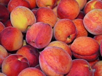 Инна Кононенко - Диетолог рассказала о скрытой опасности персиков и абрикосов - golos.ua