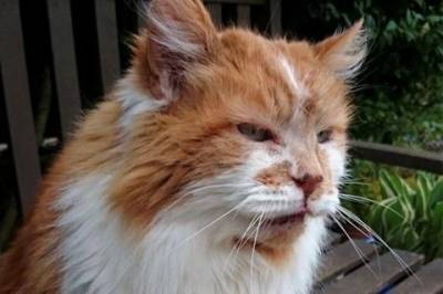 В Англии скончался самый старый кот в мире кличке Раббл - mignews.com.ua - Англия - Австралия