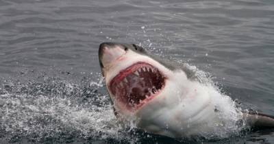 В Австралии мужчина погиб после нападения акулы - ren.tv - Австралия