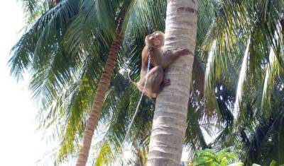 Кэрри Саймондс - Британские торговые сети перестали закупать кокосы, собранные обезьянами - newizv.ru - Англия - Таиланд - Торговля