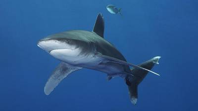 Аквалангист стал жертвой нападения акулы в Австралии - iz.ru - Australia - штат Квинсленд
